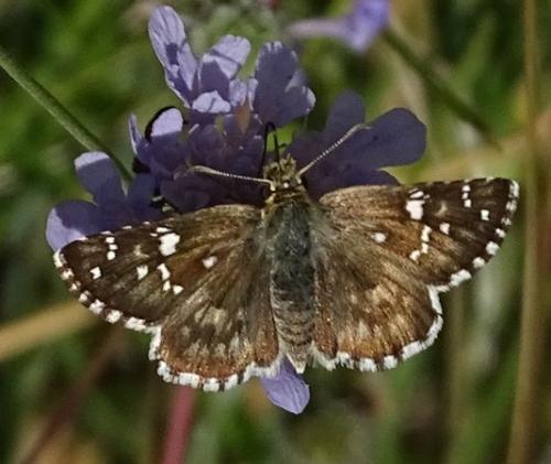 Réf. 213 837 : Pyrgus cirsii